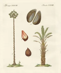 Soorten palmen