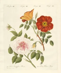 Soorten rozen