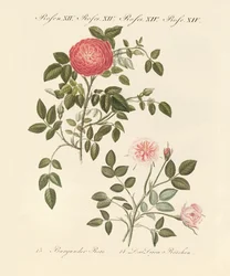Soorten rozen