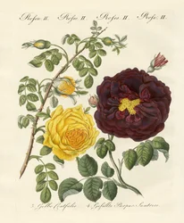 Soorten rozen