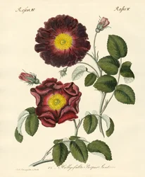 Soorten rozen