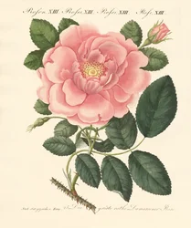 Soorten rozen
