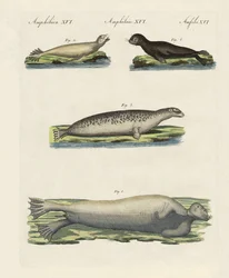Soorten zeehonden