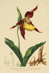 Vrouwenschoen (Cypripedium Calceolus)