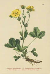 Grootbloemig Vijfvingerkruid