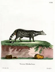 Grote Indische Civetkat