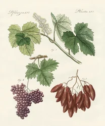 Grote en kleine rozijnen