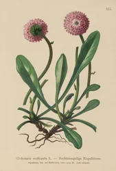 Bladloze Kogelbloem (Globularia nudicaulis)
