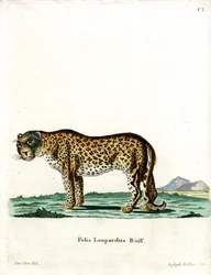 Luipaard