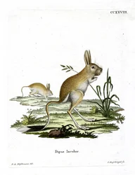 Kleine Egyptische jerboa
