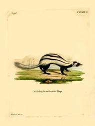 Libische Gestreepte Wezel