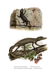Lichtensteins Kortvingergekko