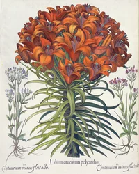 Lelie en centaurie: 1.Lilium cruentum polyanthos; 2.Centaurium minus flore rubro; 3.Centaurium minus flore albo, uit de Hortus Eystettensis door Basil Besler (1561-1629), uitgegeven 1613