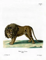 Leeuw