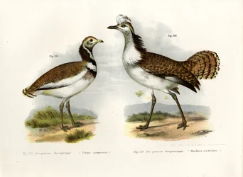 Kleine Trap, 1864