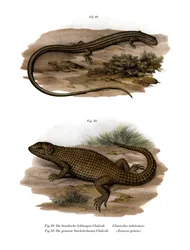 Hagedis