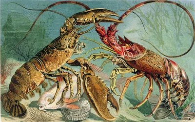 Kreeft en Langoustine, plaat uit Brehms Tierleben: Allgemeine Kunde des Tierreichs, vol.10, p.44, gepubliceerd door Bibliographisches Institut, 1893