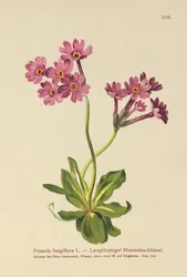 Langbloemige Sleutelbloem (Primula longiflora)