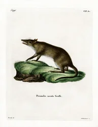 Langneus Bandicoot