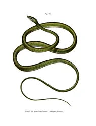 Langneus Boomslang