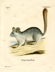 Langstaart chinchilla