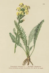 Langsnavelige Gele Ratelaar (Pedicularis tuberosa)