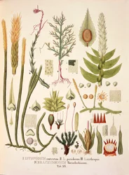 Lycopodium en Brachymenium, tafel XX uit 