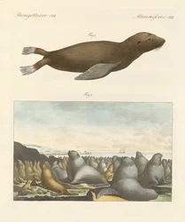 Zoogdieren