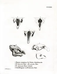Zeekoeschedels