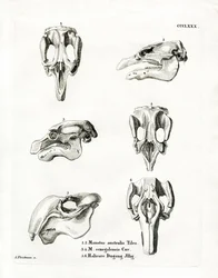 Manatee Schedels