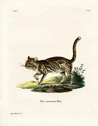 Gemarmerde Kat