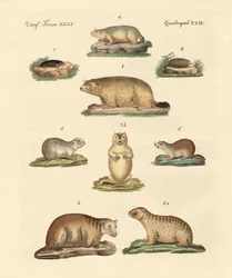 Marmotten en mollen