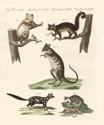 Buideldieren