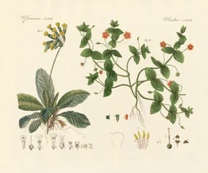 Medische planten