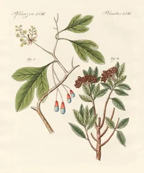Medische planten