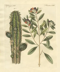 Medicinale planten
