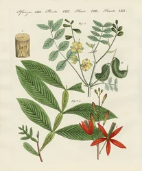 Medische planten