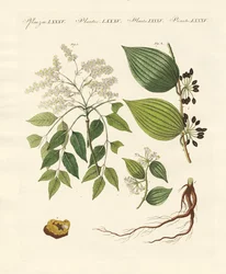 Medicinale planten