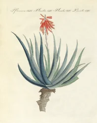 Medicinale planten