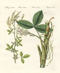 Medicinale planten