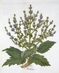 Middellandse Zee Salie, uit "Hortus Eystettensis" door Basil Besler