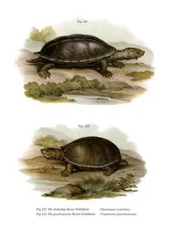 Mexicaanse Reuzenschildpad