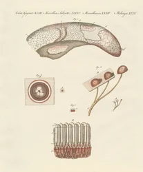 Microscopische studie van de koeientong