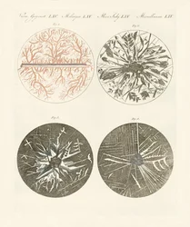Microscopisch zicht op de kristallisatie van metaal