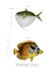 Maanvis