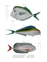 Maanvis