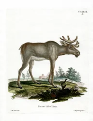 Eland