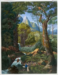 Morenia Poppigiana en bos, uit 