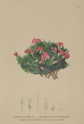 Moss Campion
