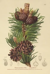 Bergden (Pinus montana, Pinus mugo)